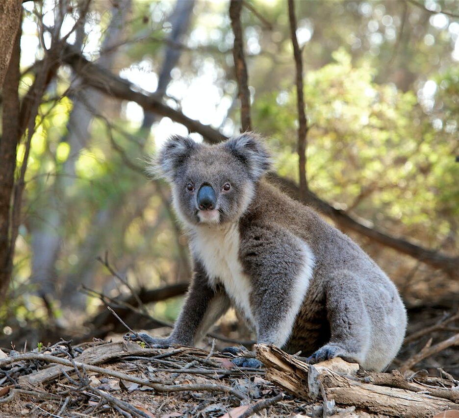 koala