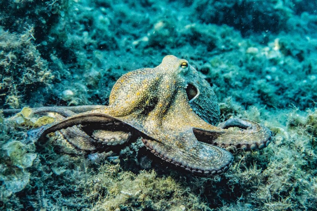 octopussoorten