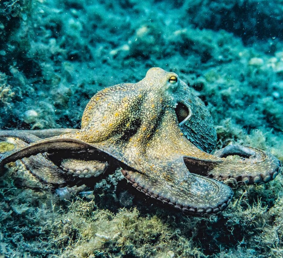 octopussoorten