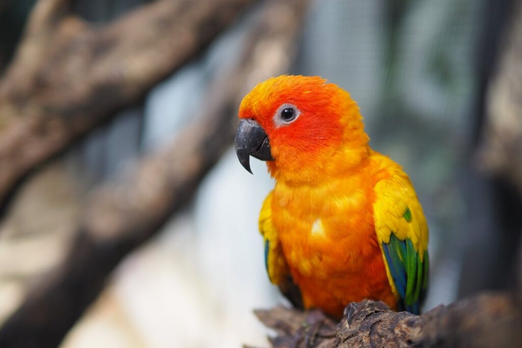 10 feiten papegaai