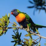 10 feiten over de papegaai