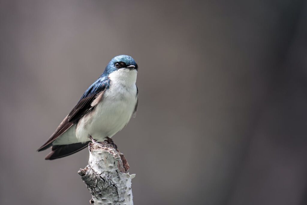 vogels hoog vliegen