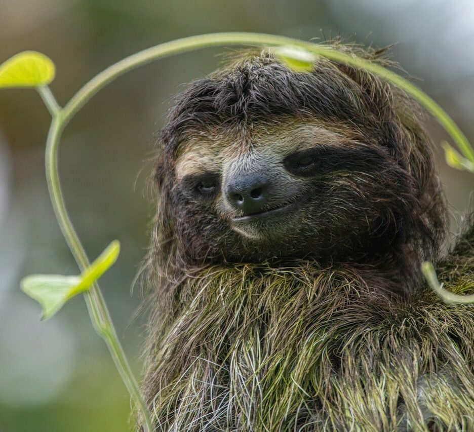 top 10 langzame dieren
