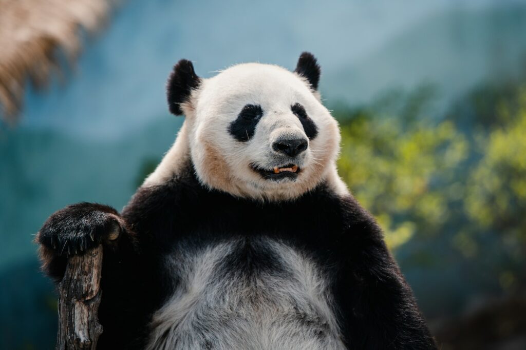 weetjes over de panda