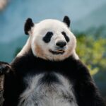 weetjes over de panda