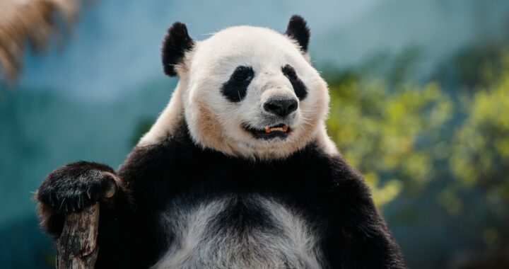 weetjes over de panda