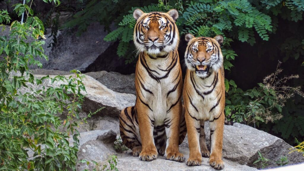 tijger feitjes