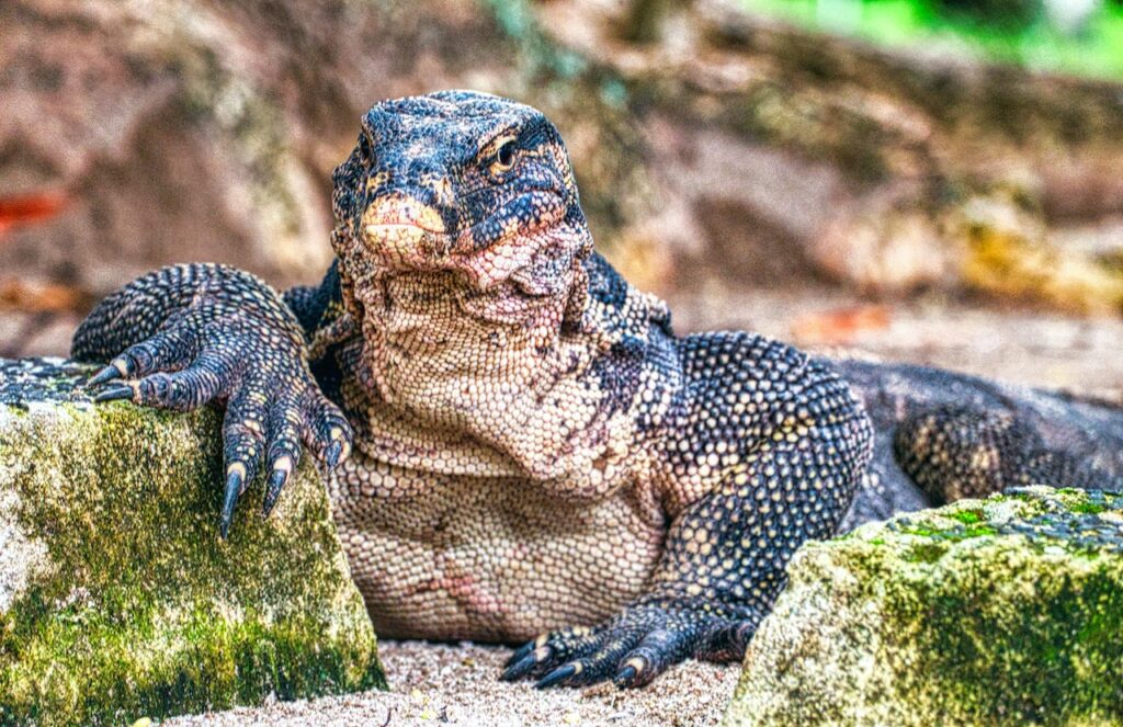 komodovaraan