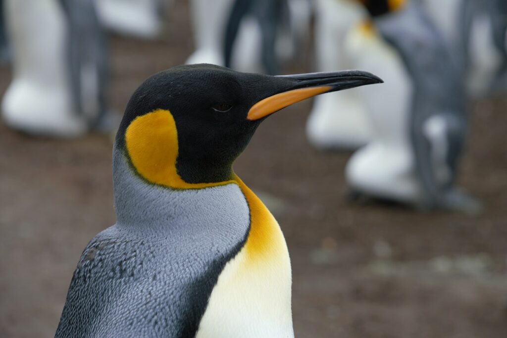 10 grootste dieren op aarde