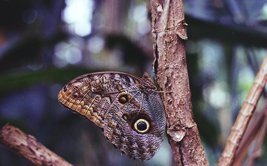 top 10 dieren camouflage