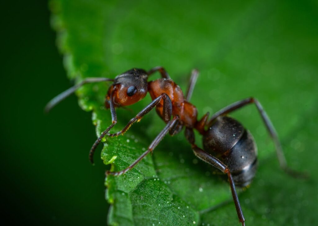 grootste insecten ter wereld