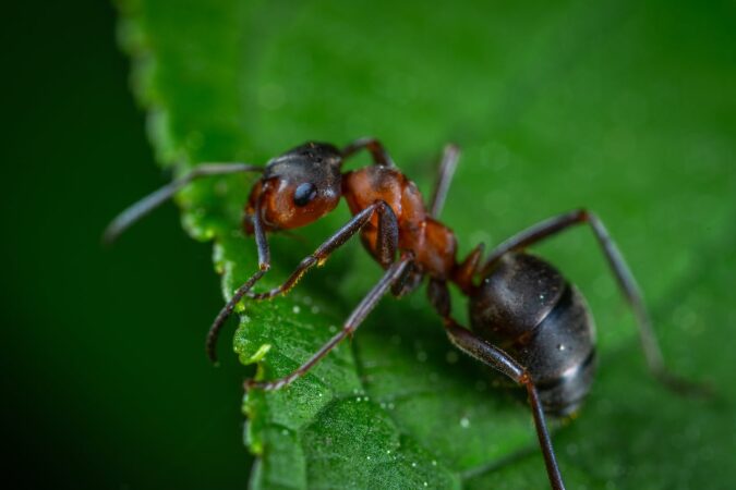 grootste insecten ter wereld