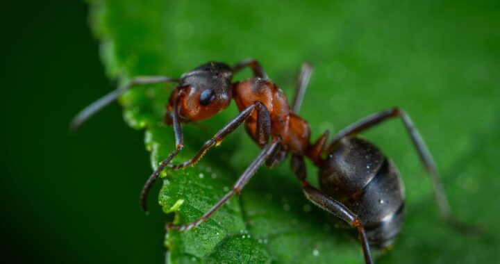 grootste insecten ter wereld