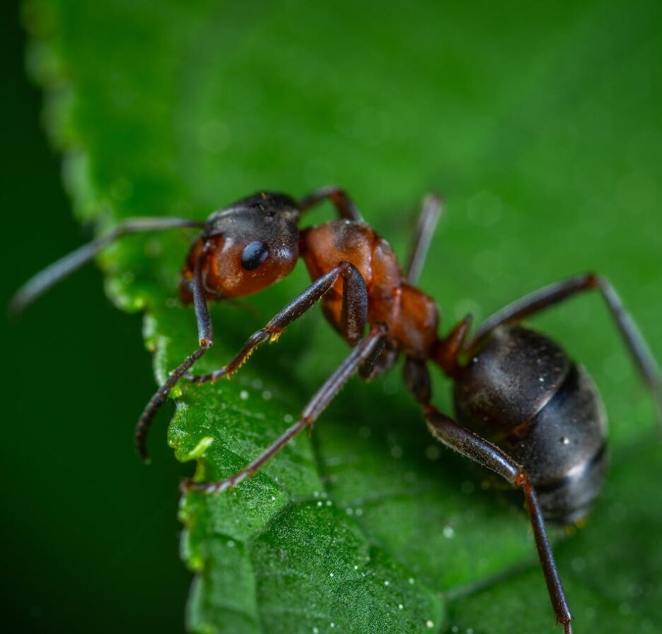 grootste insecten ter wereld