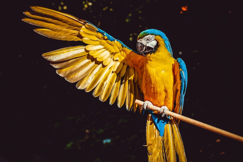 top 10 hardste geluiden van dieren