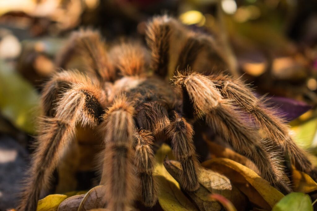 grootste insecten