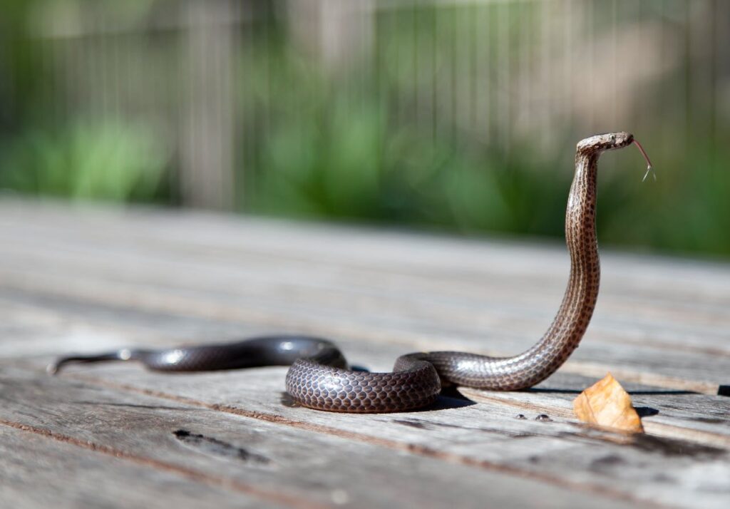 ongewenste dieren in buitenland