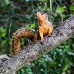 dieren die kunnen vliegen zonder vleugels