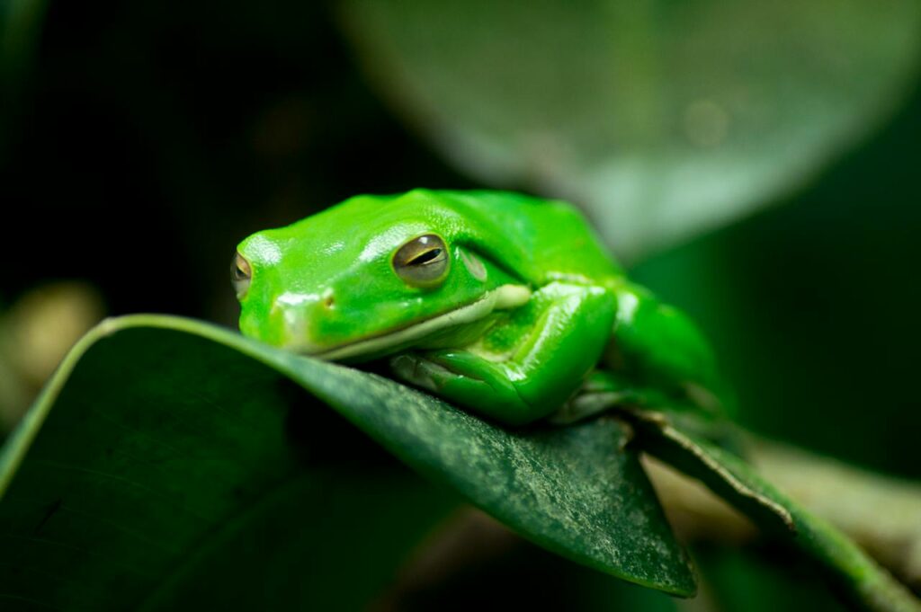 camouflage dieren top 10